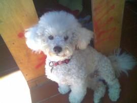 pushi